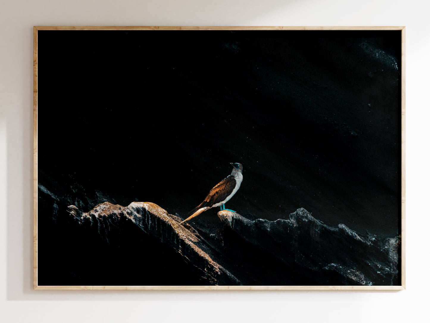 Galápagos Charm – Blue-Footed Booby Scenic Art Print