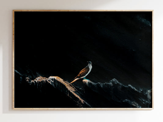 Galápagos Charm – Blue-Footed Booby Scenic Art Print