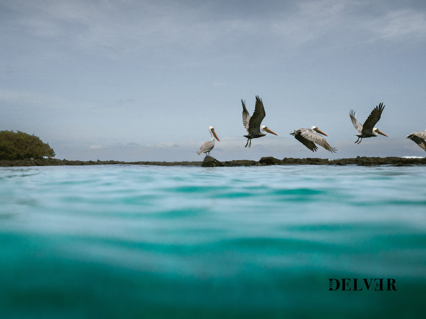 Taking Flight – Galápagos Pelican Wall Decor