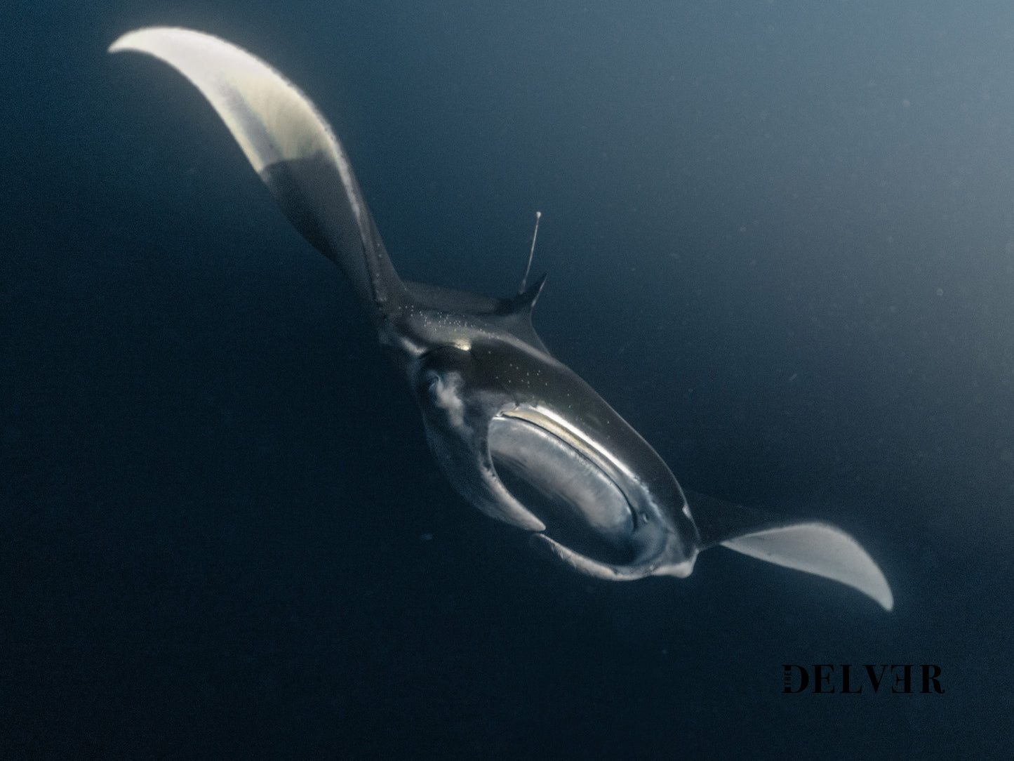 Grace Beneath the Waves – Manta Rays in Kona Print