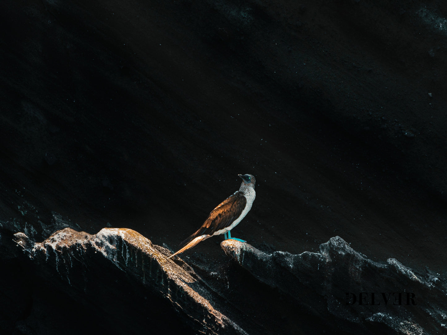 Galápagos Charm – Blue-Footed Booby Scenic Art Print