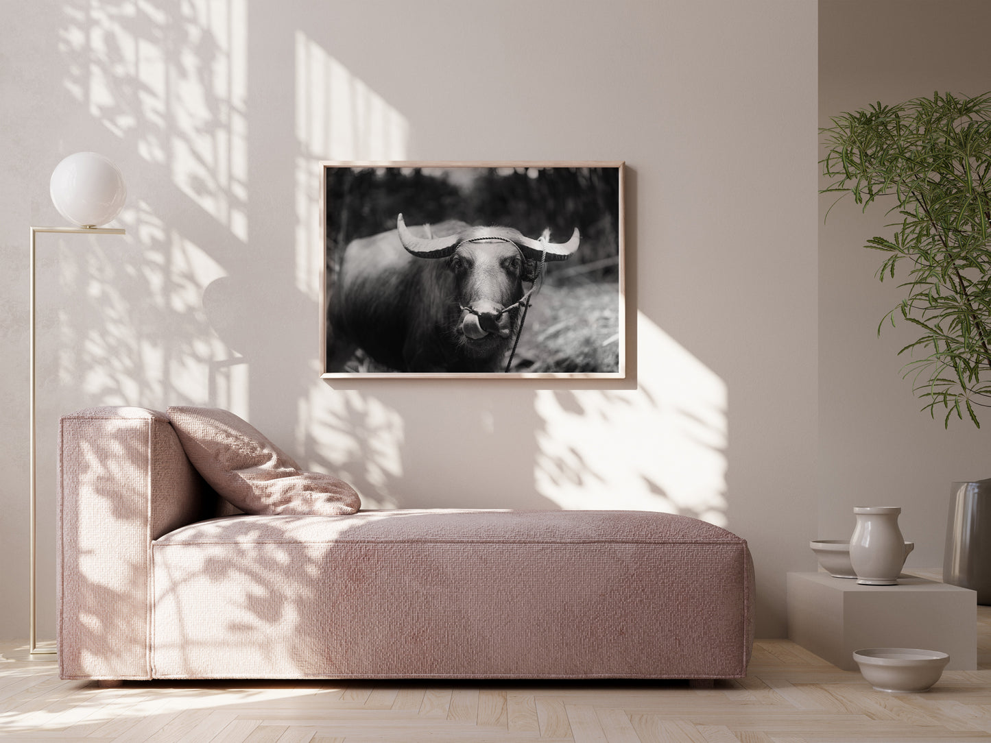 Timeless Elegance – Black & White Carabao in the Philippine Fields